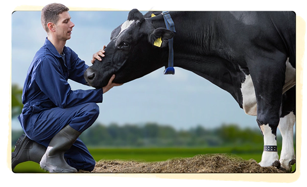 sữa friso gold sản xuất ở đâu