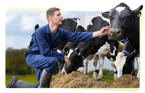 sữa friso sản xuất ở nơi đâu