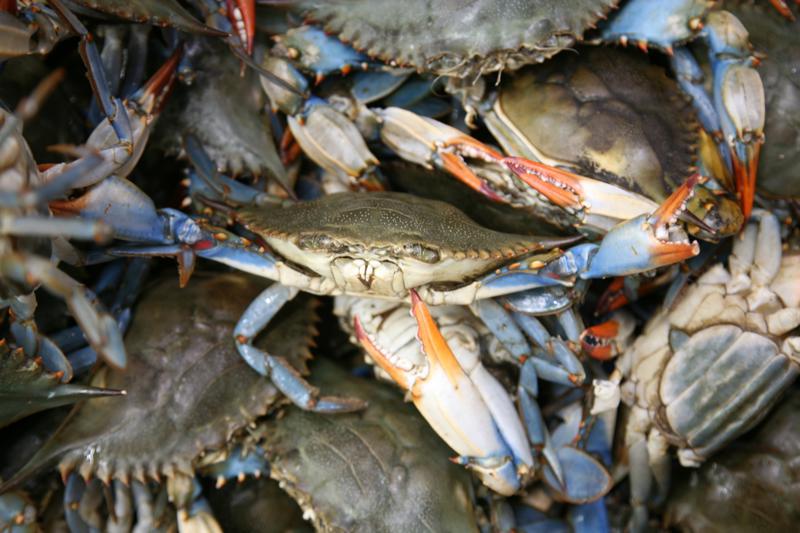 các món cháo cua cho bé ăn dặm