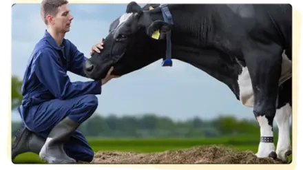 sữa friso sản xuất ở đâu