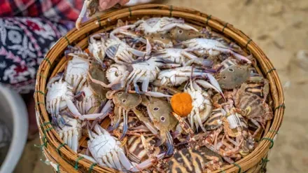 cháo ghẹ cho bé