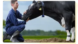 sữa friso sản xuất ở đâu