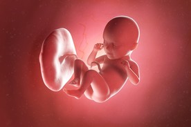 sự phát triển của thai nhi tuần 35