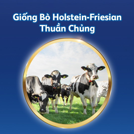 giống bò thuần chủng